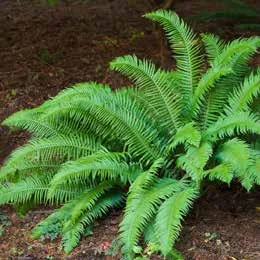 Lush green Sword fern