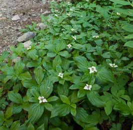 Groundcover bunchberry with white flowers