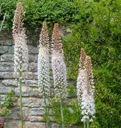 Tall white foxtail lily flower spikes