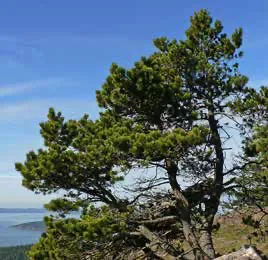 Shore Pine specimen tree