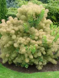Smoketree bush in bloom