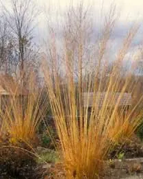 Golden autumn color of turfed hair grass