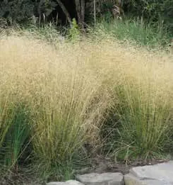 Bunches of tall feather reed grass