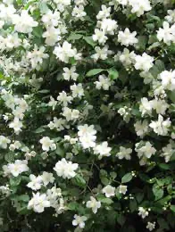 White flowering Mock Orange bush