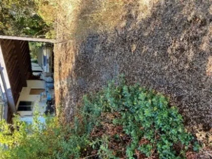 Driveway path showing a thick accumulation of moss on the surface