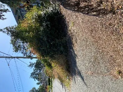 BBQ unit covered with thick vines and surrounded by refuse