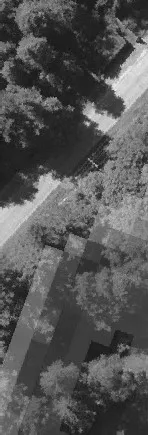 Aerial view of dense trees and a nearby road