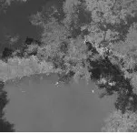 Aerial view of trees at the edge of a body of water