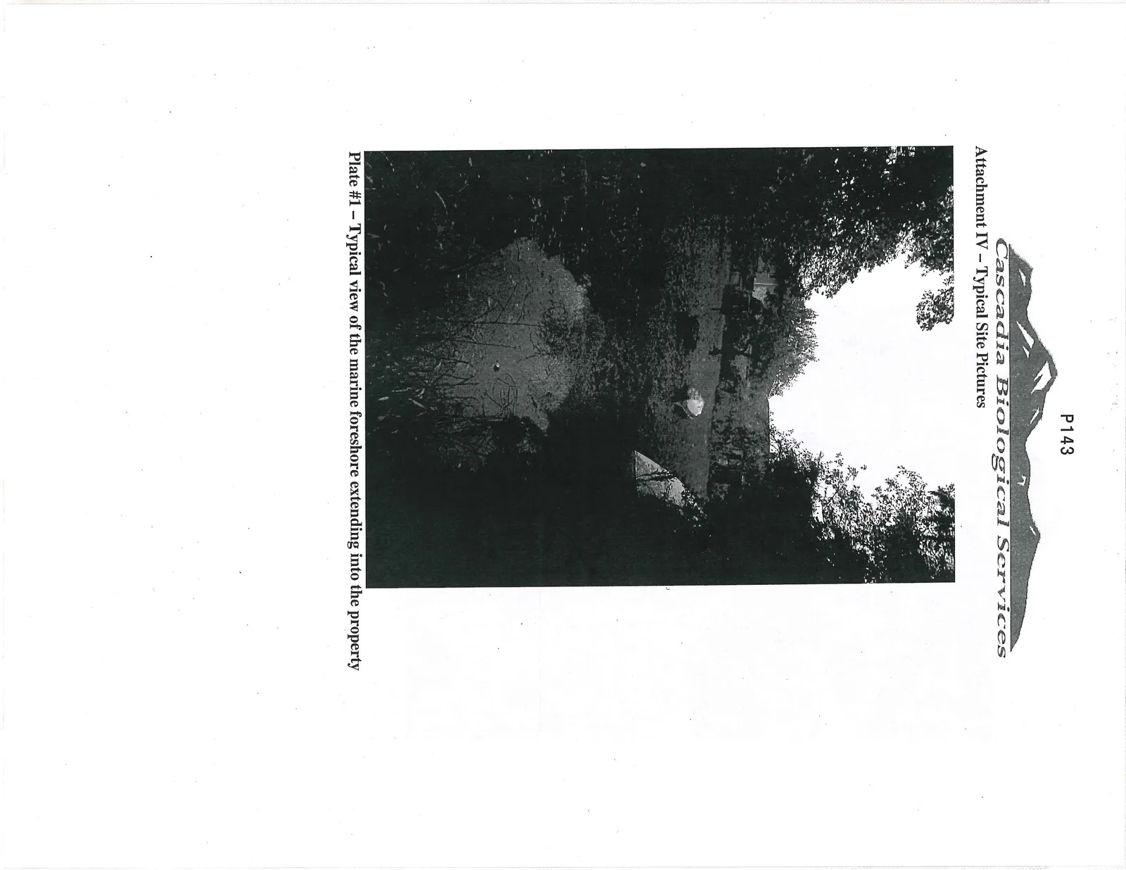 Plate #1 - Typical view of the marine foreshore extending into the property