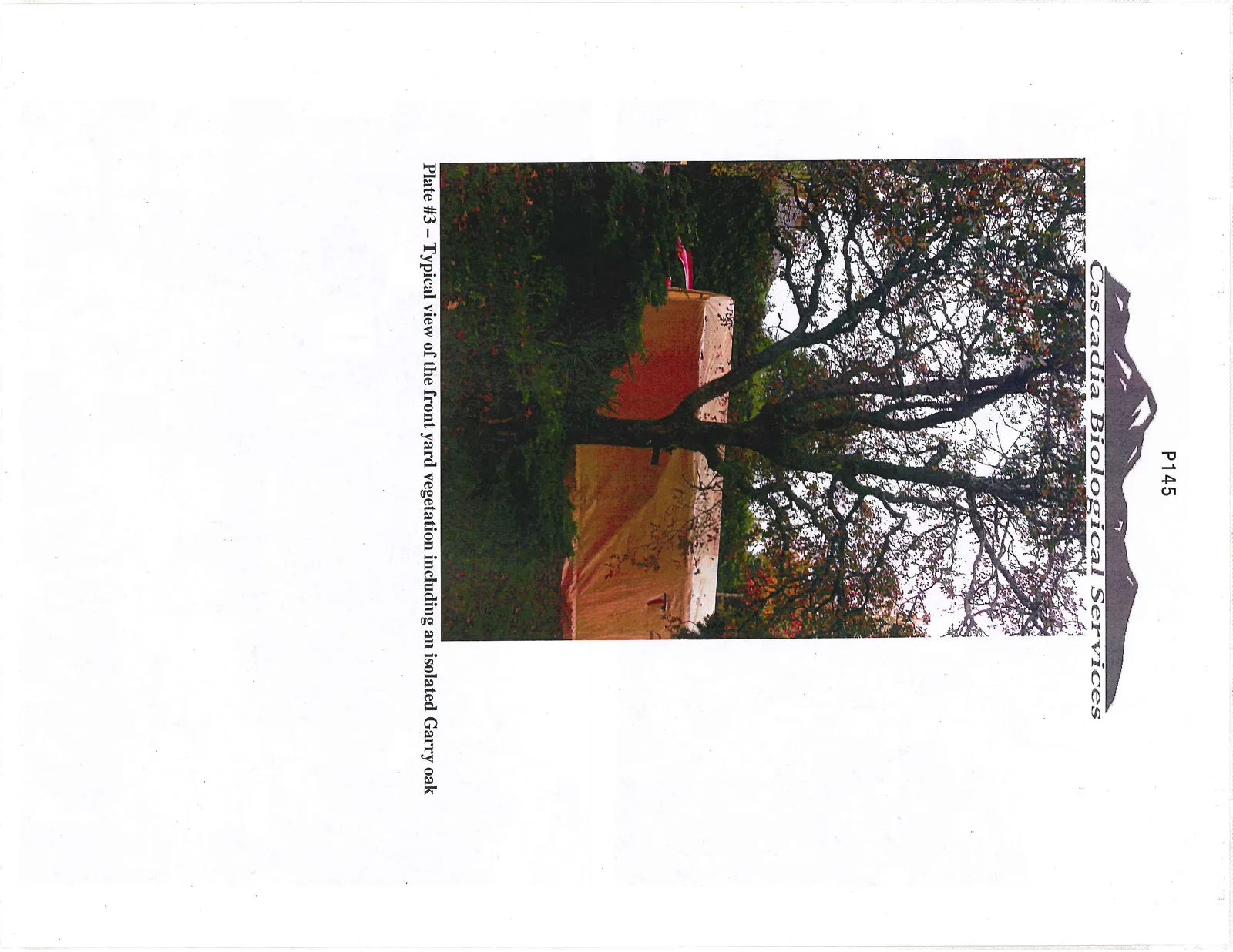 Plate #3 - Typical view of the front yard vegetation including an isolated Garry oak