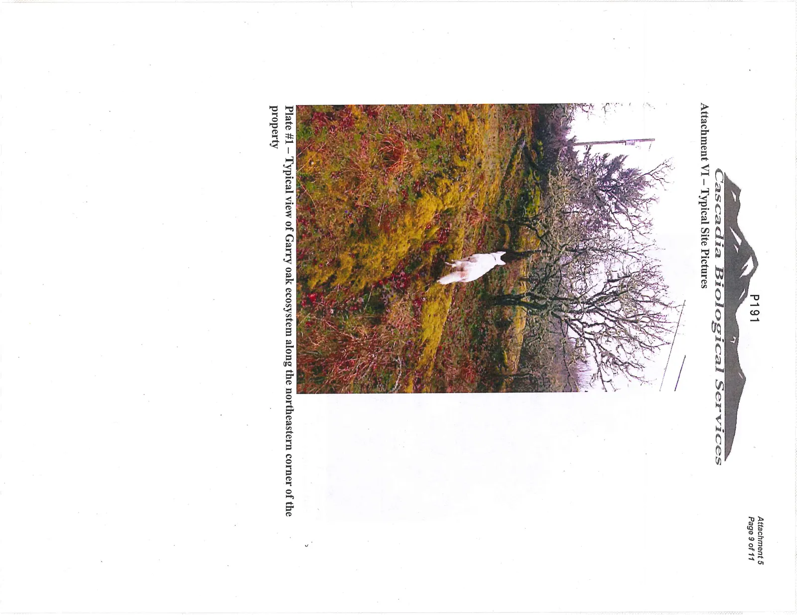 Photograph of a Garry oak ecosystem on mossy terrain with a white dog walking through the trees.