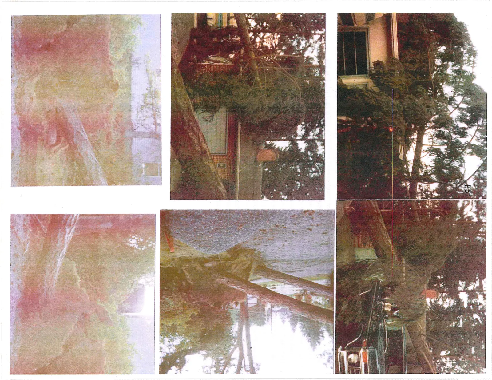 A collage of six photographs documenting property damage caused by fallen trees:
- Top left: A large evergreen tree has fallen onto the roof of a building with a white garage door.
- Top right: A fallen tree rests across the front of a dark-colored pickup truck.
- Middle left: A tree has fallen onto the roof of a brick house next to a garage door.
- Middle right: Two uprooted trees lie across a residential yard or driveway.
- Bottom left: A close-up view of a large uprooted tree's root system and trunk.
- Bottom right: A view of an uprooted tree trunk resting on the ground.