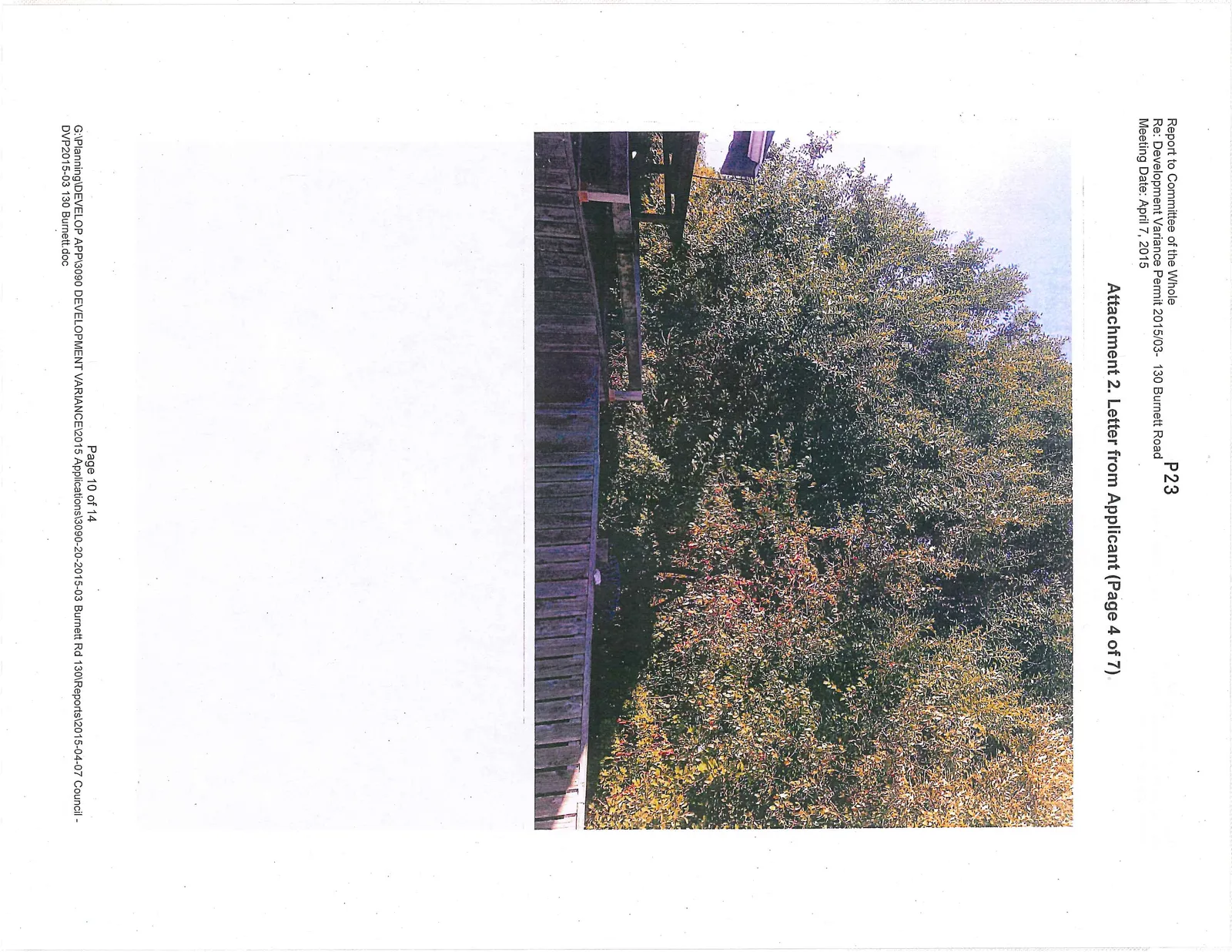 Photo looking up at the tree canopy overhanging a wooden boundary fence