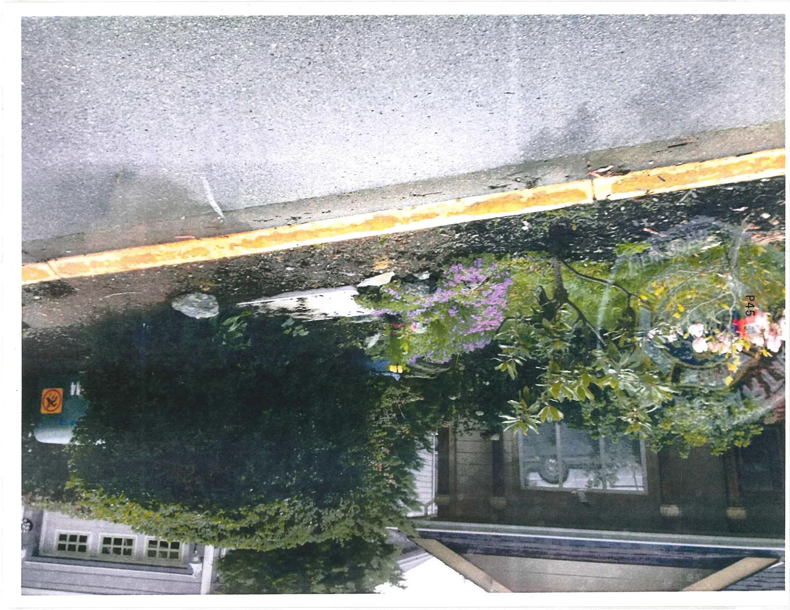 View of the landscaping area featuring various plants, purple flowers, a large green shrub, and a green bin with a prohibited symbol.