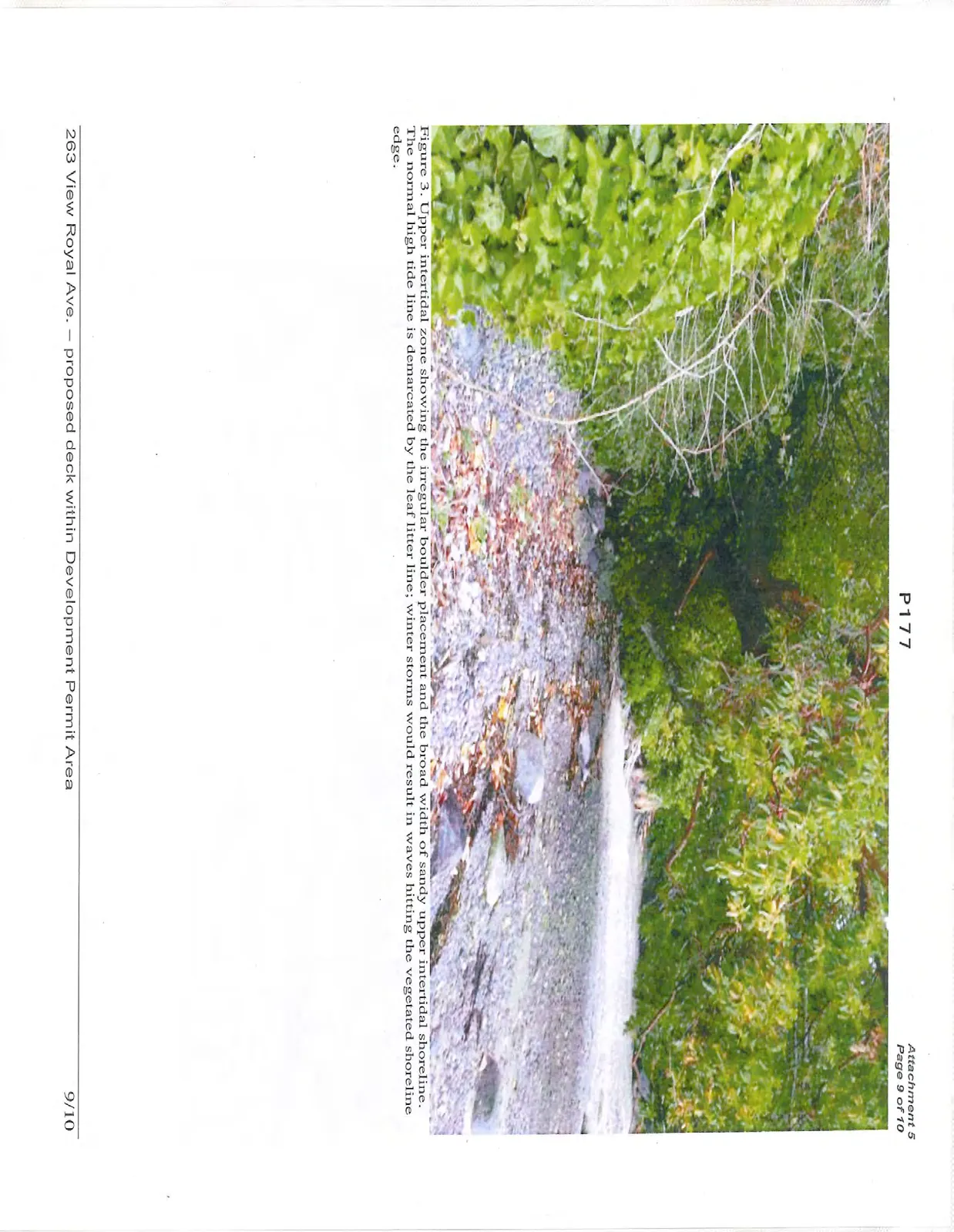Figure 3. Upper intertidal zone showing the irregular boulder placement and the broad width of sandy upper intertidal shoreline. The normal high tide line is demarcated by the leaf litter line; winter storms would result in waves hitting the vegetated shoreline edge.