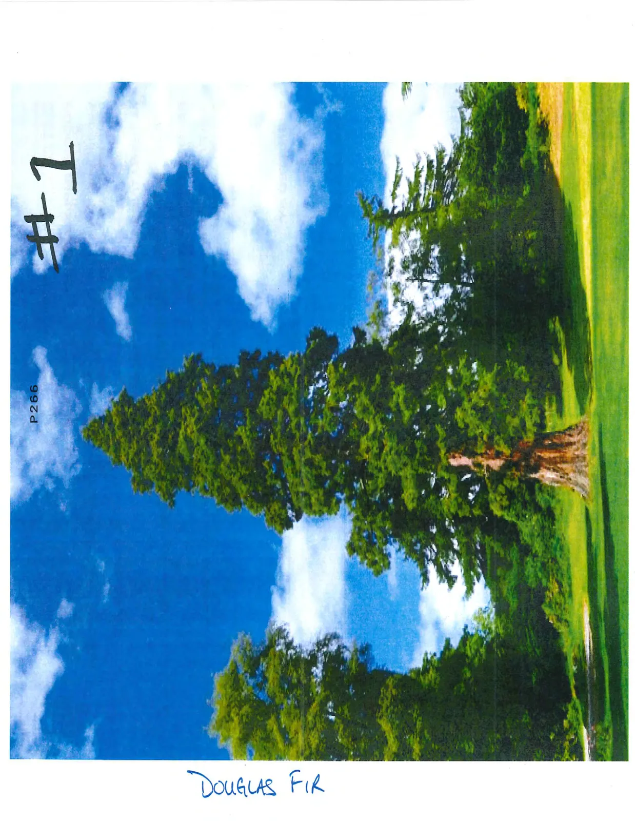 A tall Douglas Fir tree standing in a grassy field against a blue sky with white clouds.