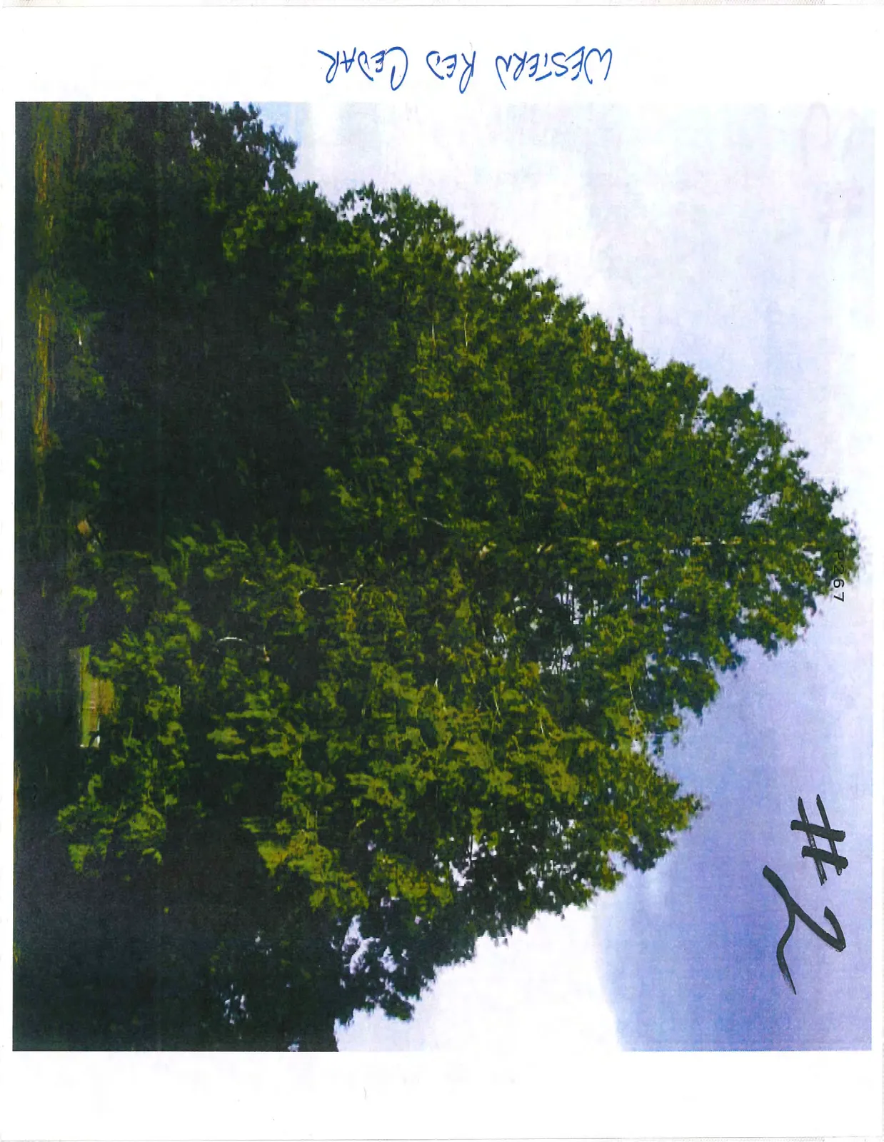 Large Western Red Cedar trees with dense evergreen foliage.