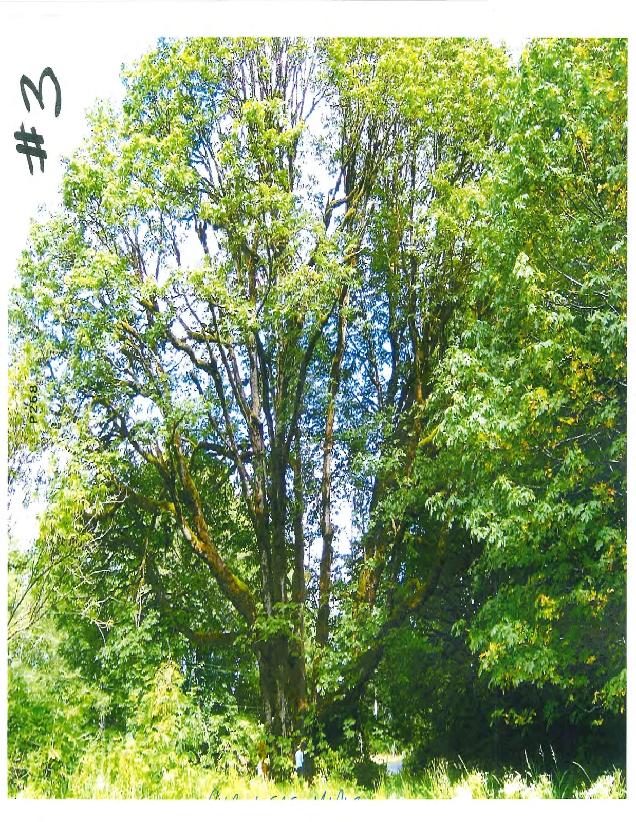 A broad-leaved deciduous tree with moss-covered branches.