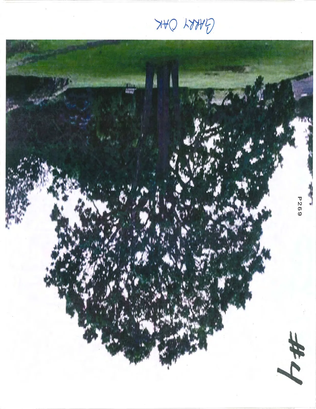 A mature Garry Oak tree with a wide canopy in a grassy field.