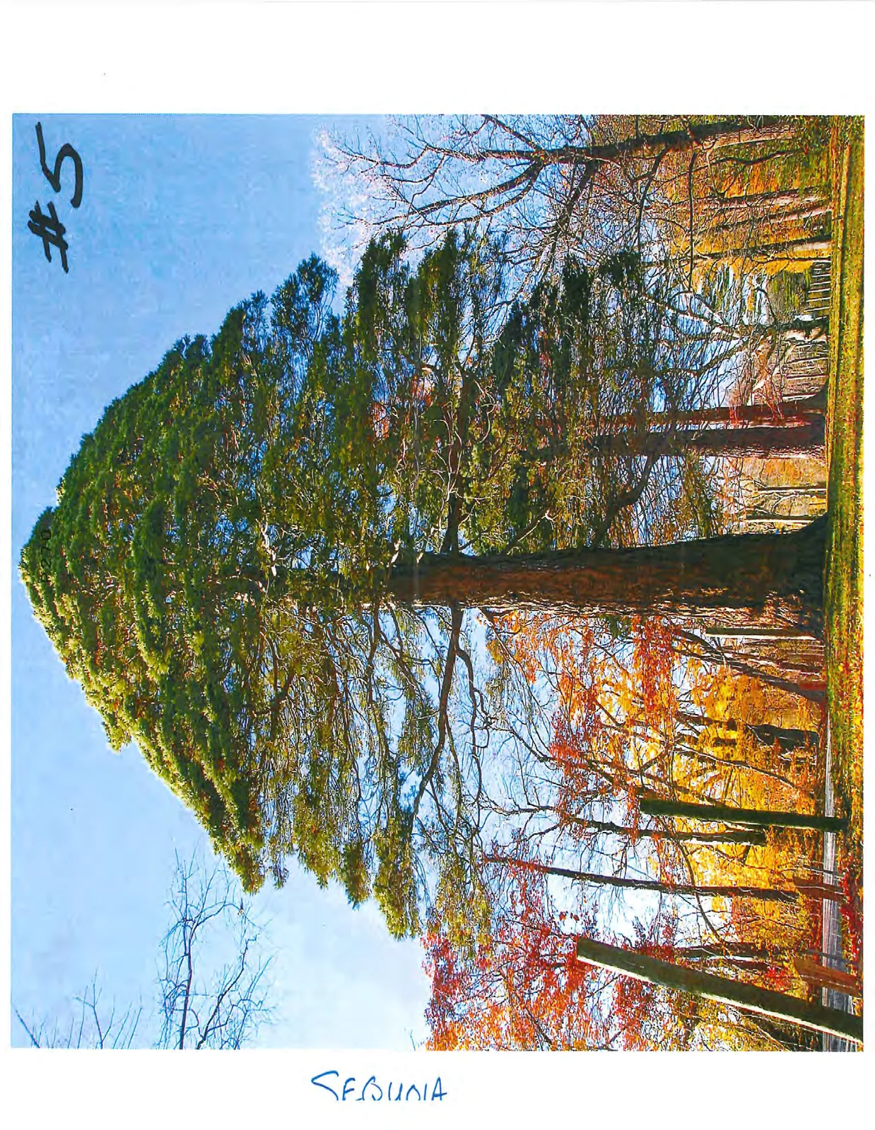 A very tall Sequoia tree with a thick trunk, surrounded by other trees with autumn foliage.