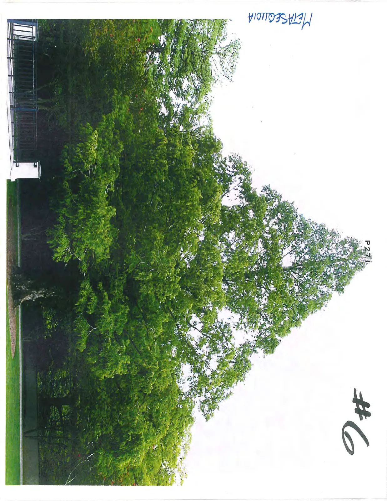 A Metasequoia tree with a distinctive conical shape and light green foliage.