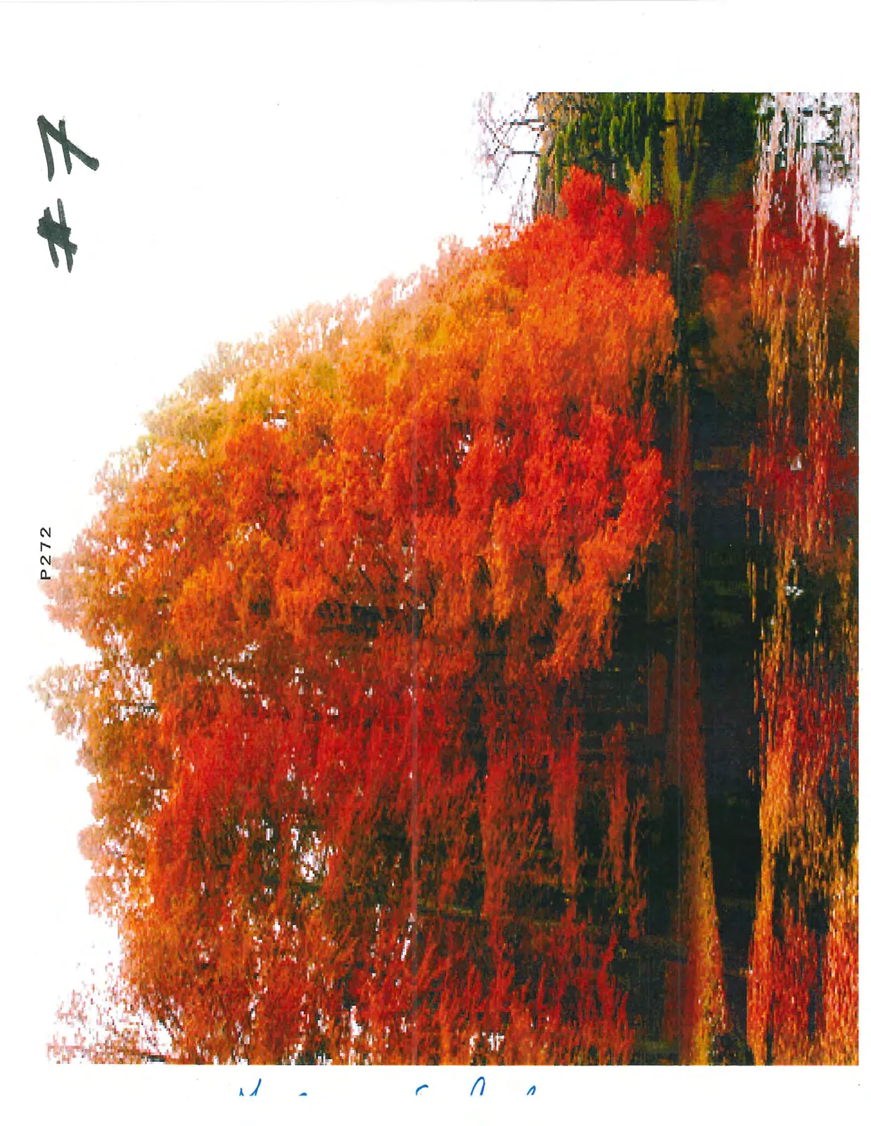 A tree with vibrant red and orange autumn leaves reflected in a body of water.