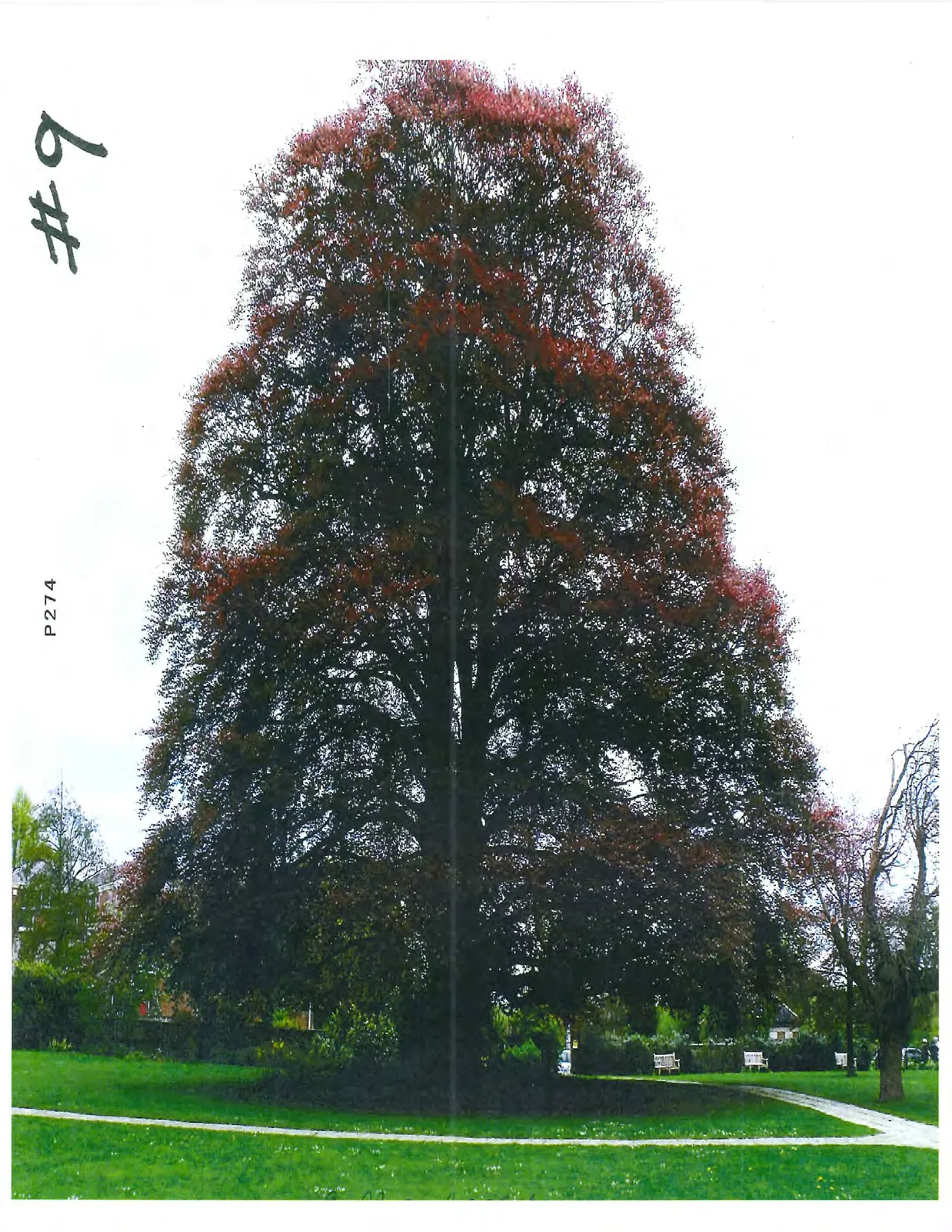 A large deciduous tree with dark, reddish-purple foliage standing on a lawn next to a walking path.