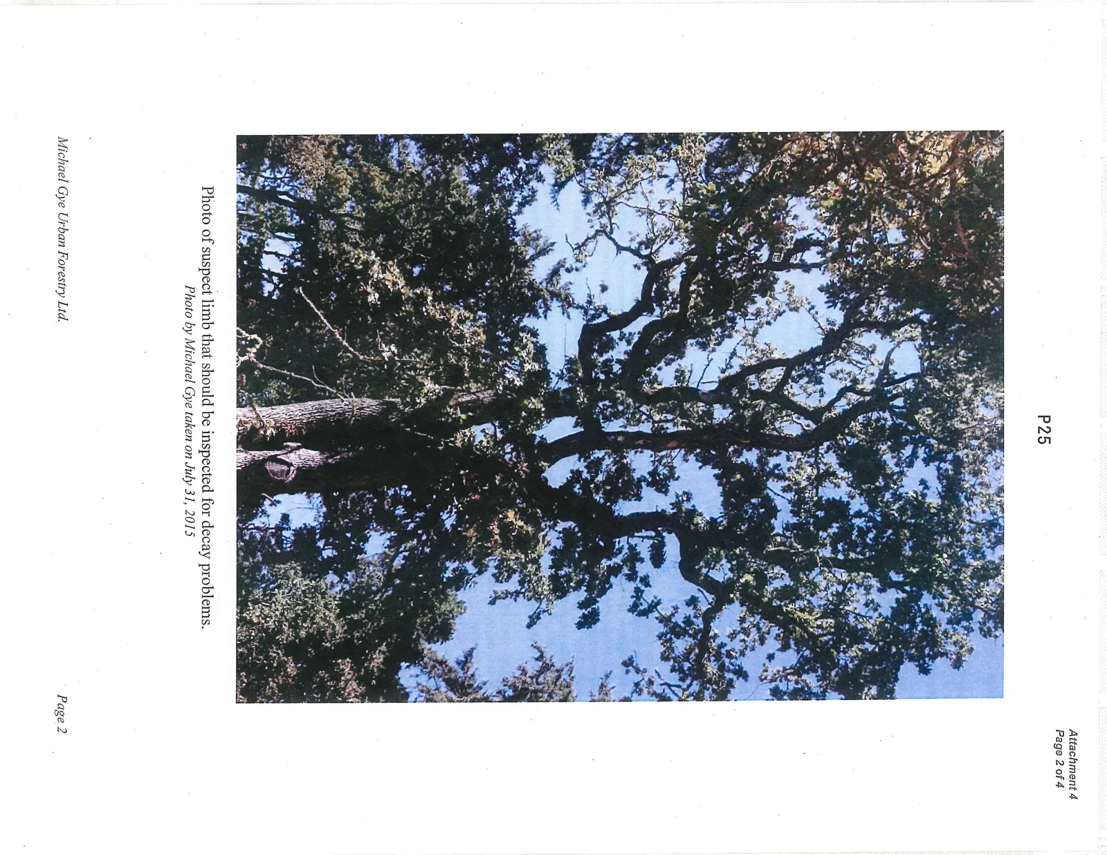 A photograph showing the upper branches and canopy of a large tree against a clear sky.