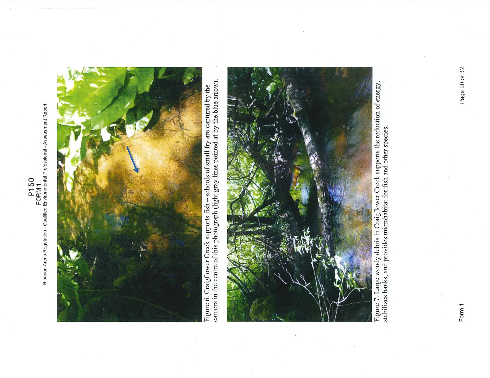Figure 6. Craigflower Creek supports fish – schools of small fry are captured by the camera in the centre of this photograph (light gray lines pointed at by the blue arrow). Figure 7. Large woody debris in Craigflower Creek supports the reduction of energy, stabilizes banks, and provides microhabitat for fish and other species.
