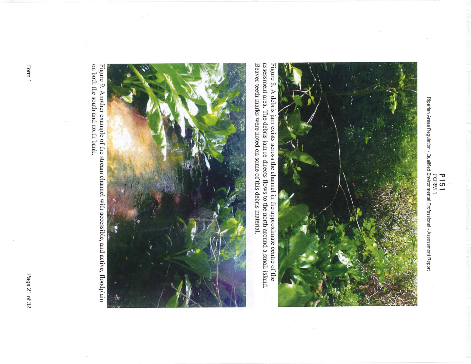 Figure 8. A debris jam exists across the channel in the approximate centre of the assessment area. The debris jam re-directs flows to the north around a small island. Beaver teeth marks were noted on some of this debris material. Figure 9. Another example of the stream channel with accessible, and active, floodplain on both the south and north bank.
