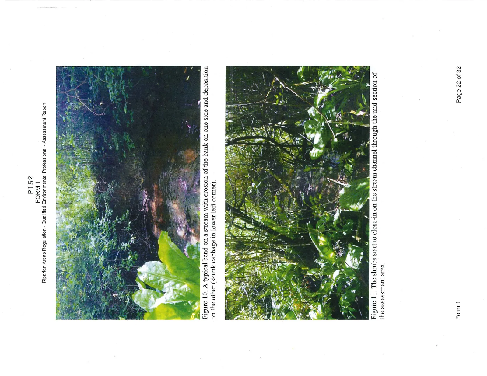 Figure 10. A typical bend on a stream with erosion of the bank on one side and deposition on the other (skunk cabbage in lower left corner). Figure 11. The shrubs start to close-in on the stream channel through the mid-section of the assessment area.