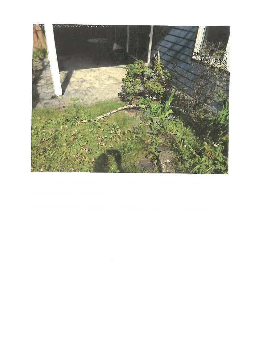 Patio area with tree branches and ground vegetation