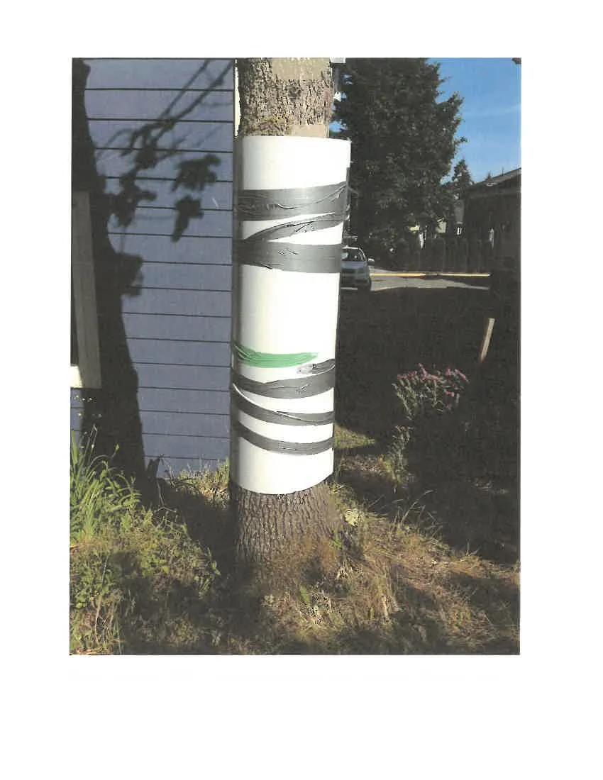 Tree trunk wrapped with a white metal sheet and grey duct tape