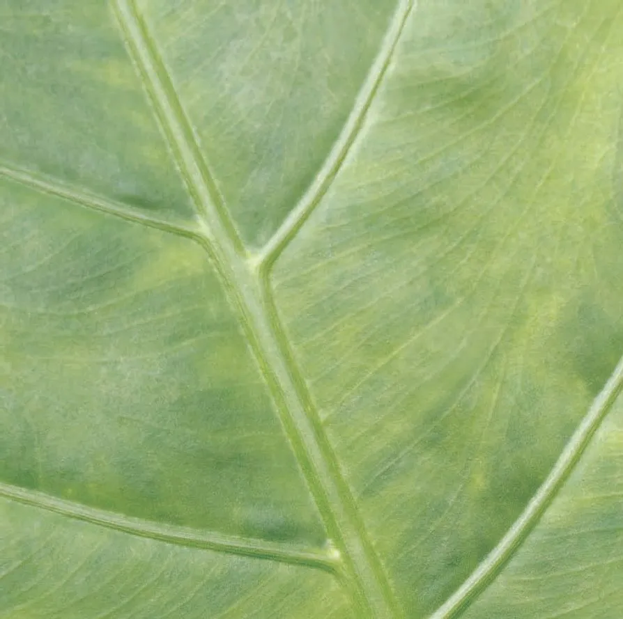 Extreme close-up of the veins of a large green leaf