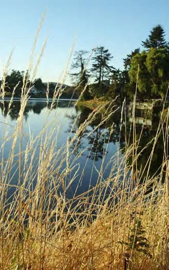 Tall dry grass in the foreground with a calm lake and evergreen trees in the background