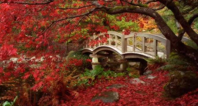 An ornate white footbridge over a pond surrounded by autumn foliage