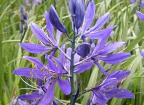 Close-up of vibrant purple flowers