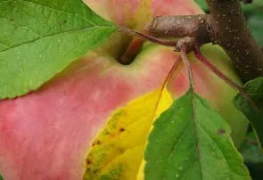 Close-up of a ripening apple on a branch