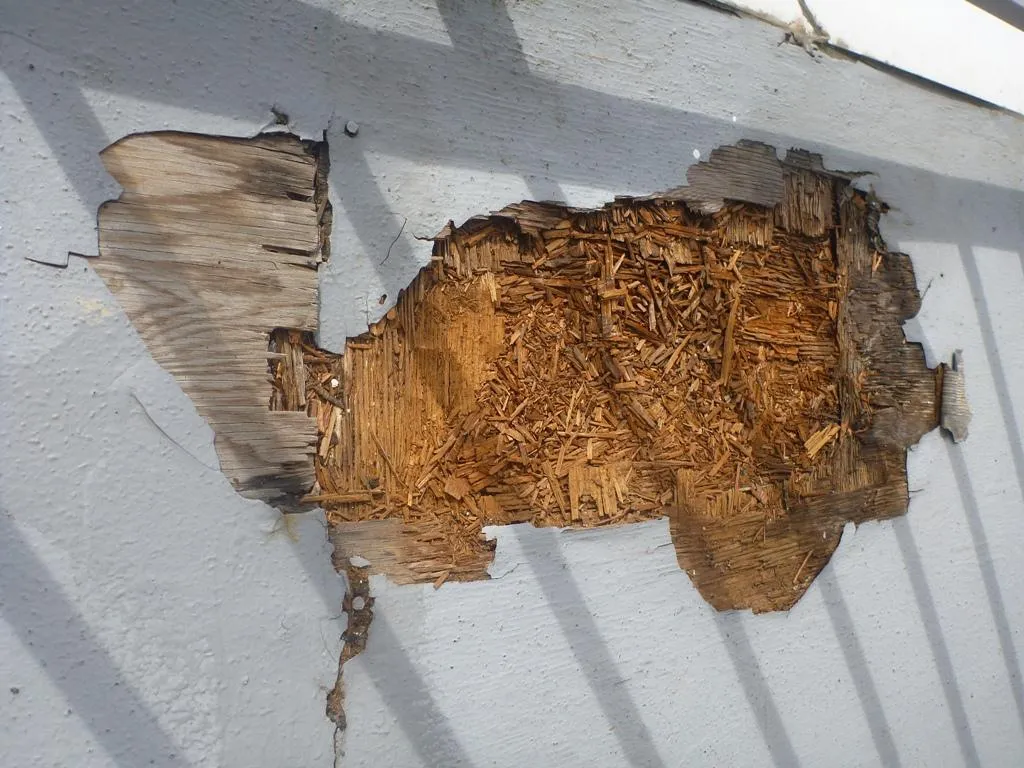 Close-up photograph of severely damaged and rotting plywood flooring on a building exterior
