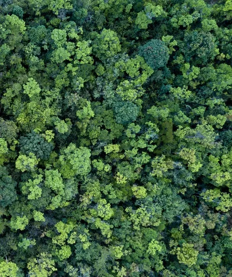Aerial view of a dense green forest canopy