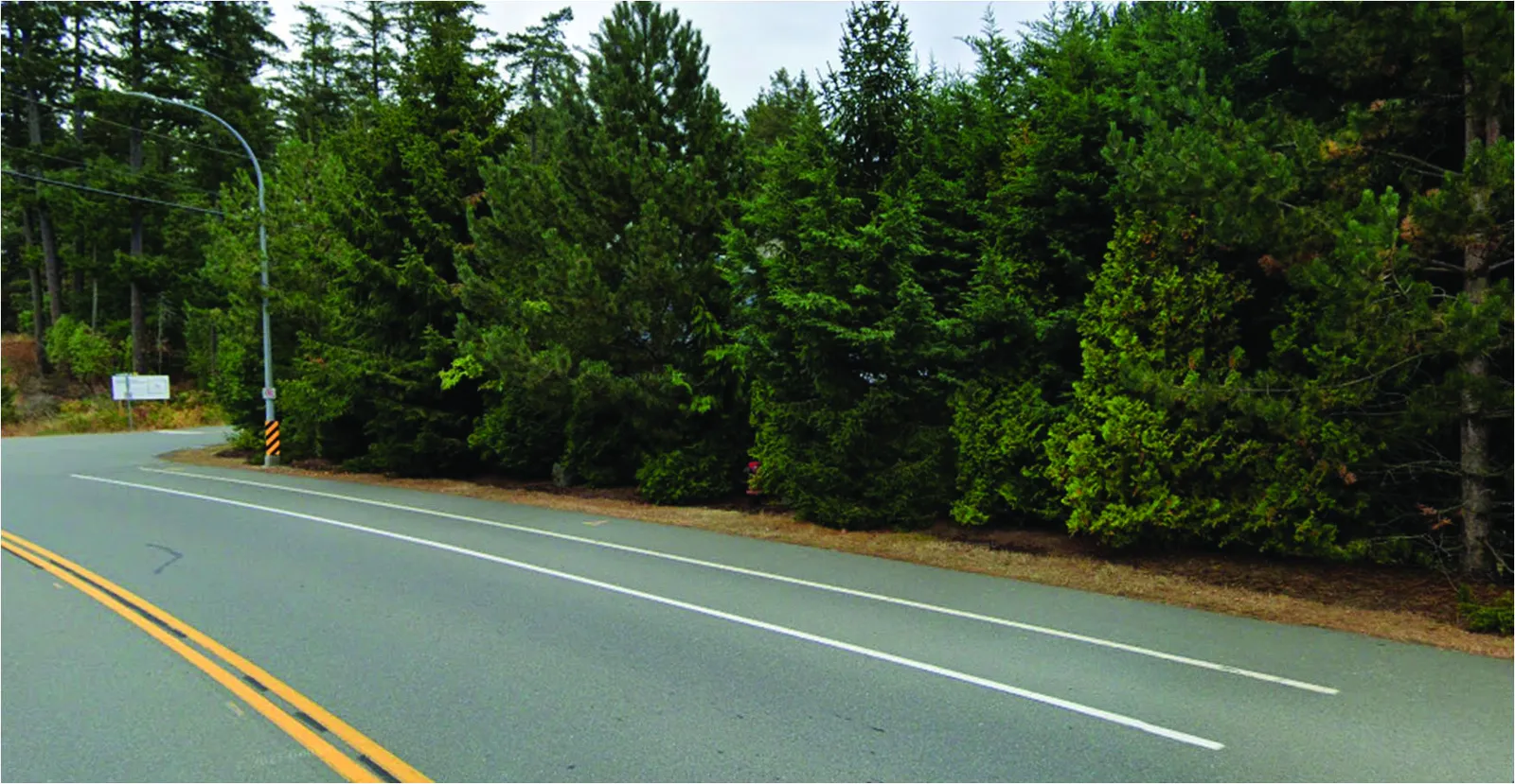 Photo showing the row of trees along 22 Erskine Lane adjacent to Watkiss Way (Figure 4)