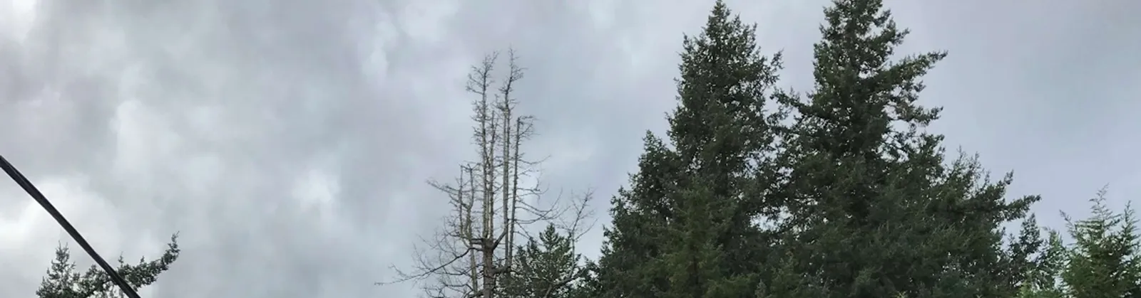 Treetops of several evergreen trees, including one with sparse foliage
