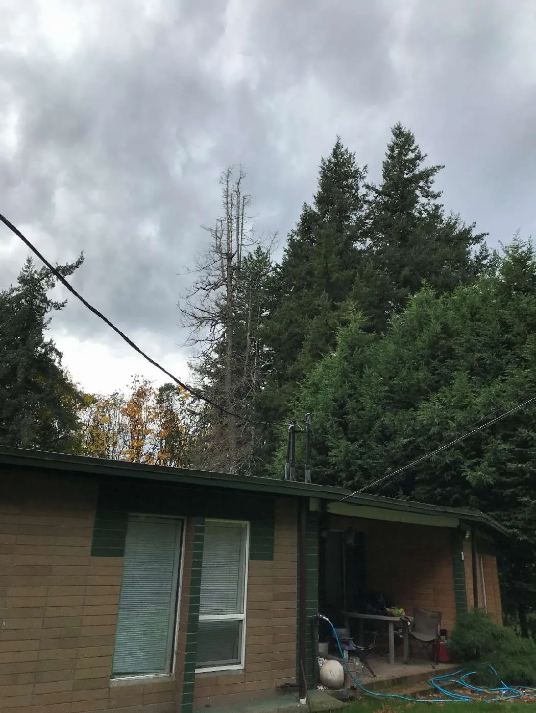 Photograph of a brown building with a yellow arrow pointing towards a tall, thin Grand fir tree behind it.