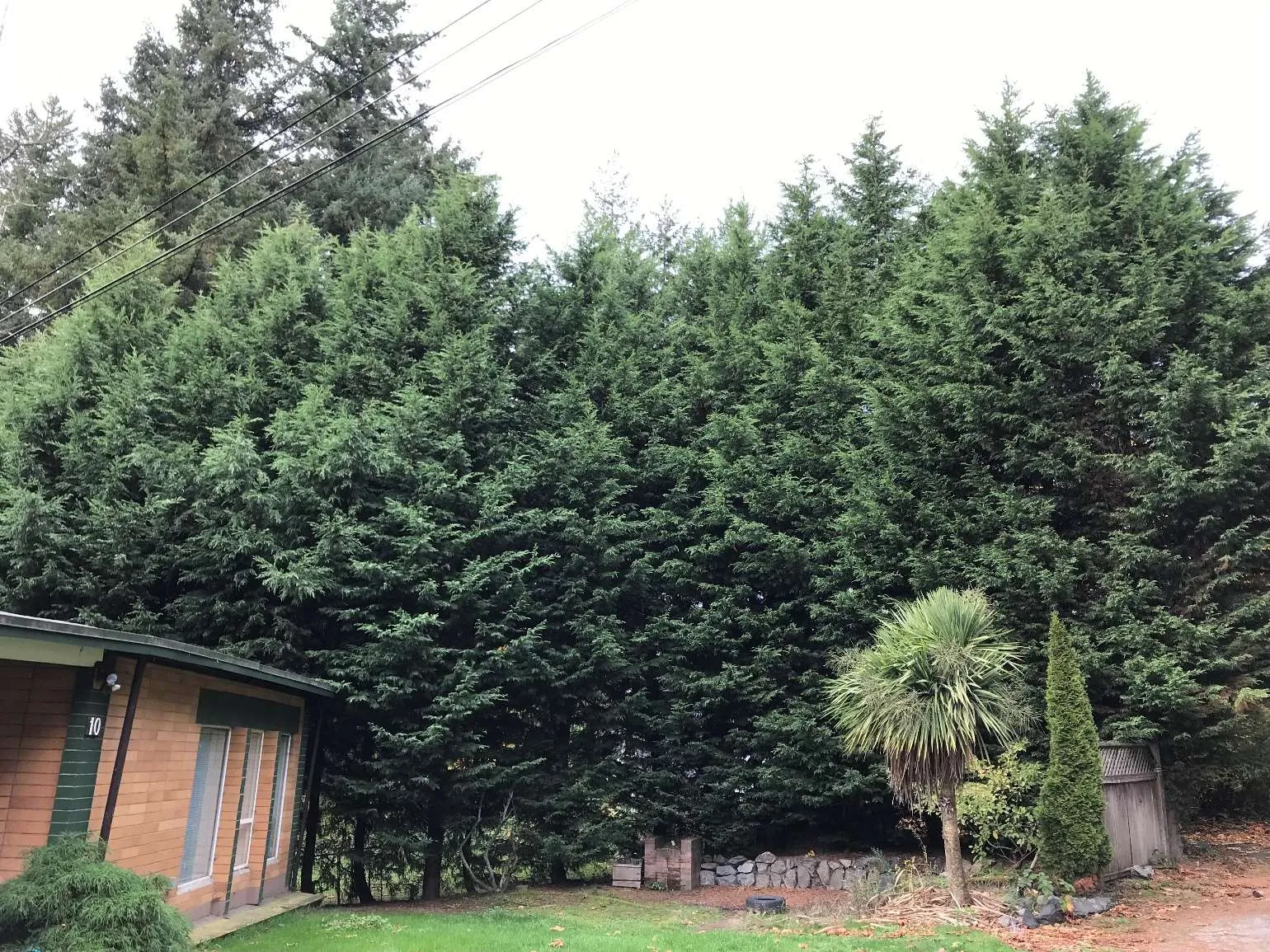 Photograph of a large Leylandii hedge with a yellow arrow pointing towards it, located behind a building.