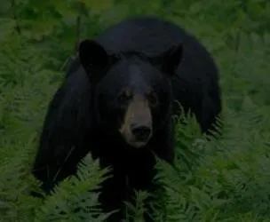 A black bear walking through green ferns
