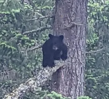 A black bear cub on a tree branch