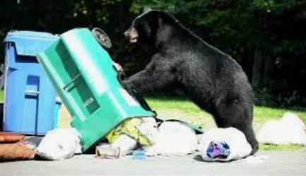 A black bear knocking over a green garbage bin