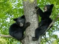Two black bear cubs climbing a tree