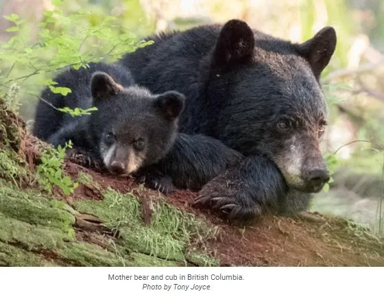A black bear mother and cub resting on a log