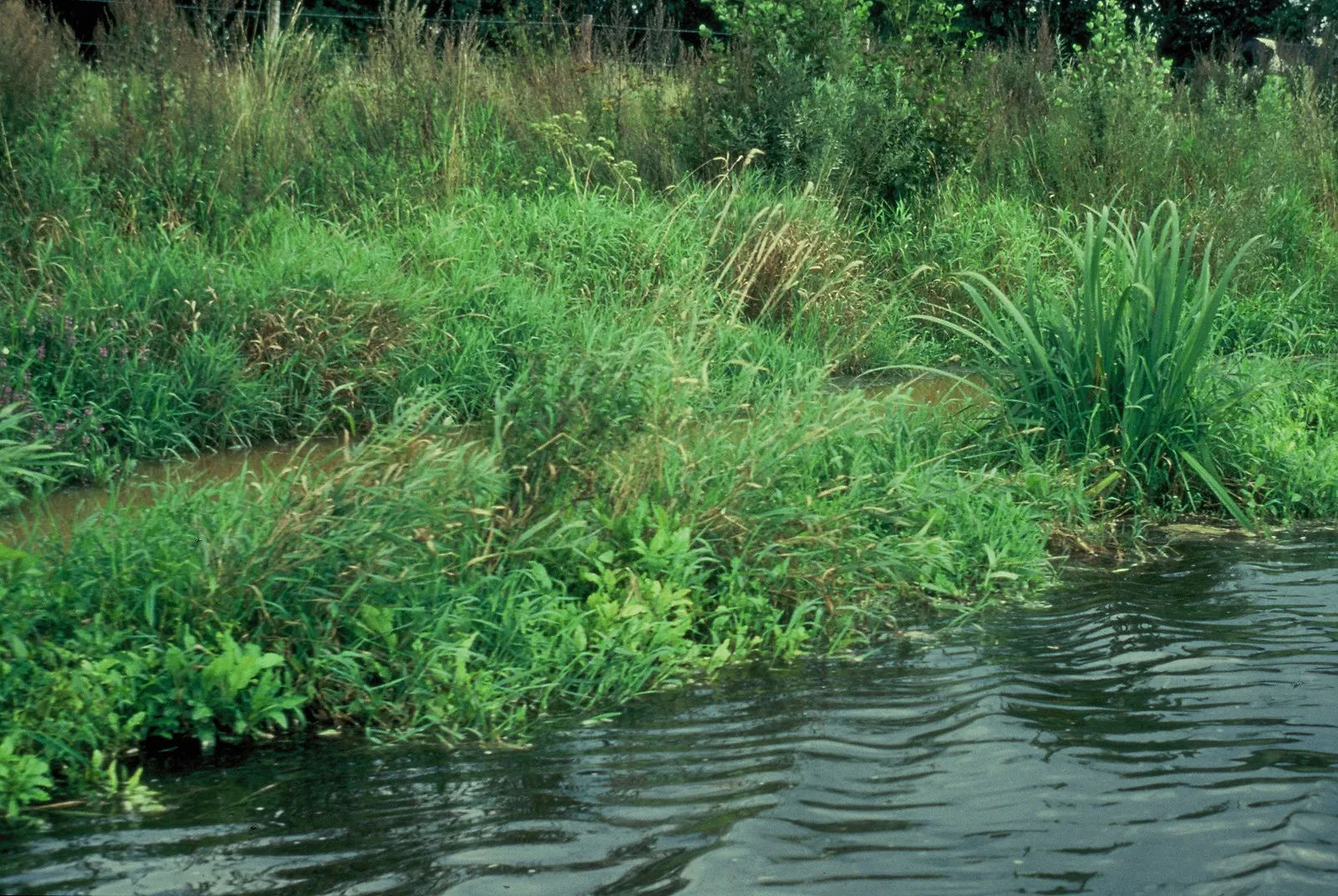 Photo of natural shoreline restoration with lush green vegetation along the water's edge